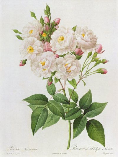 Rosa Noisettiana, from 